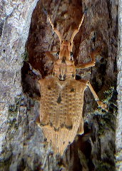 Platyomus nodipennis