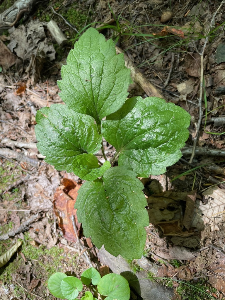 Erigeron annuus, Norwich, VT, USA