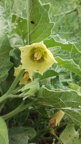 Starhair groundcherry (Physalis viscosa)