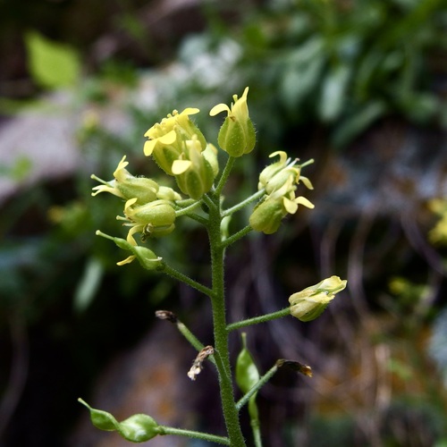 Image of Draba petrophila by (c) Sue Carnahan, some rights reserved (CC BY)