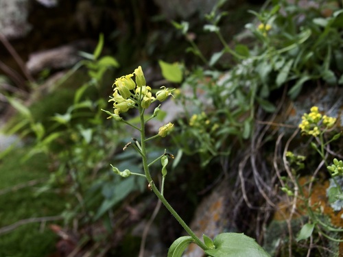 Image of Draba petrophila by (c) Sue Carnahan, some rights reserved (CC BY)