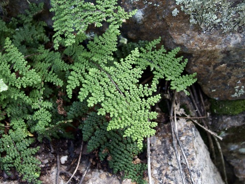 Nit-Bearing Lip Fern (Myriopteris lendigera)