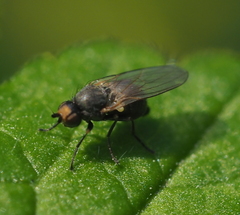 Phytomyza gymnostoma