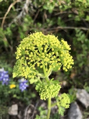 Polytaenia