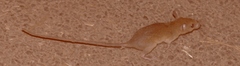 Vandeleuria oleraceus