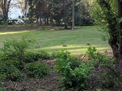 Oryctolagus cuniculus