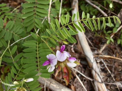 Thurber's Hoary-Pea (Tephrosia thurberi)