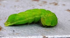 Phlogophora meticulosa