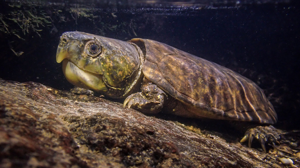 Big-Headed Turtle