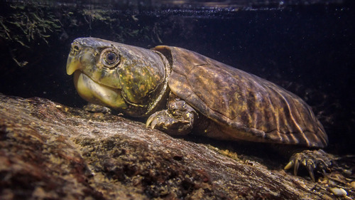 Platysternon megacephalum Gray, 1831
