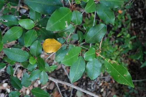 Image of Lesser Lavender Croton (Croton pseudopulchellus) by no rights reserved