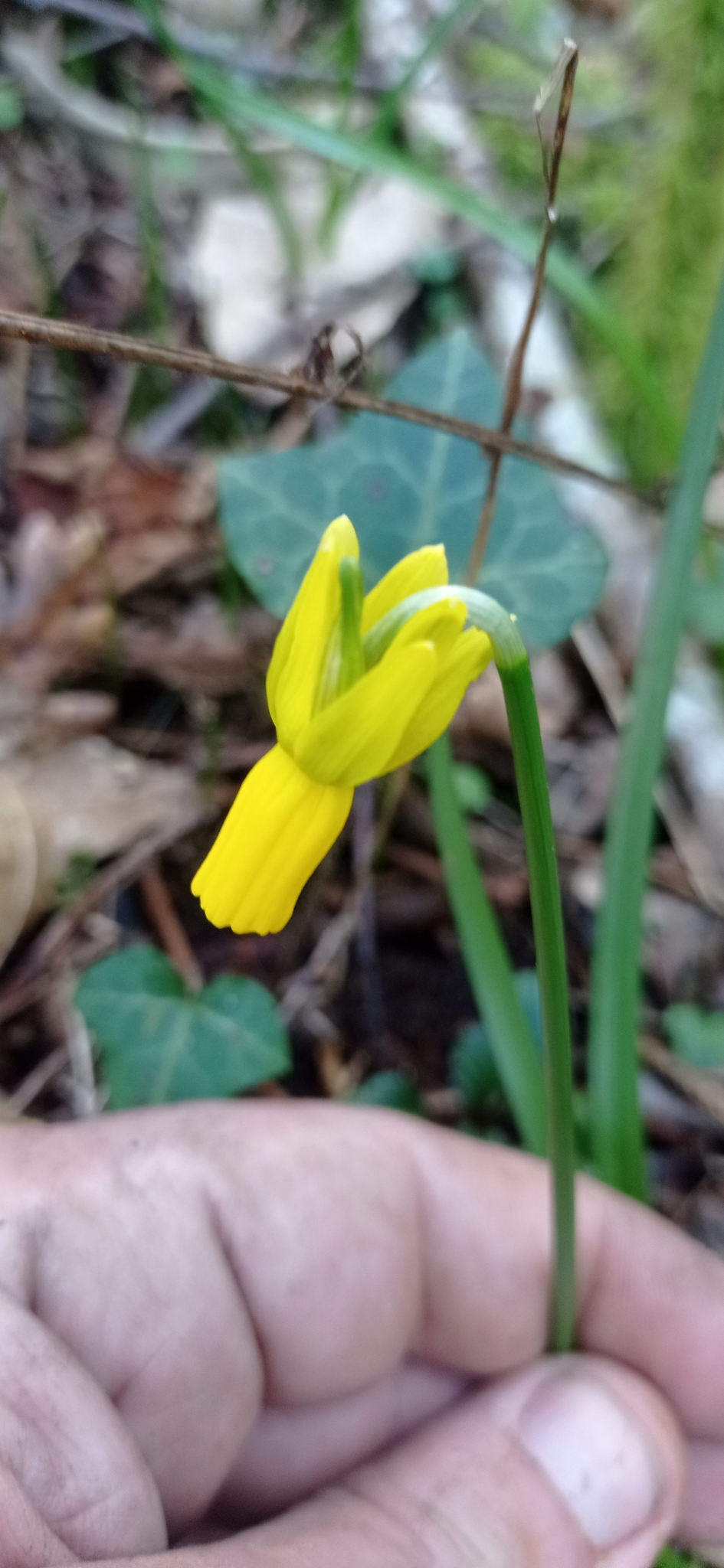 Imagem de Narciso