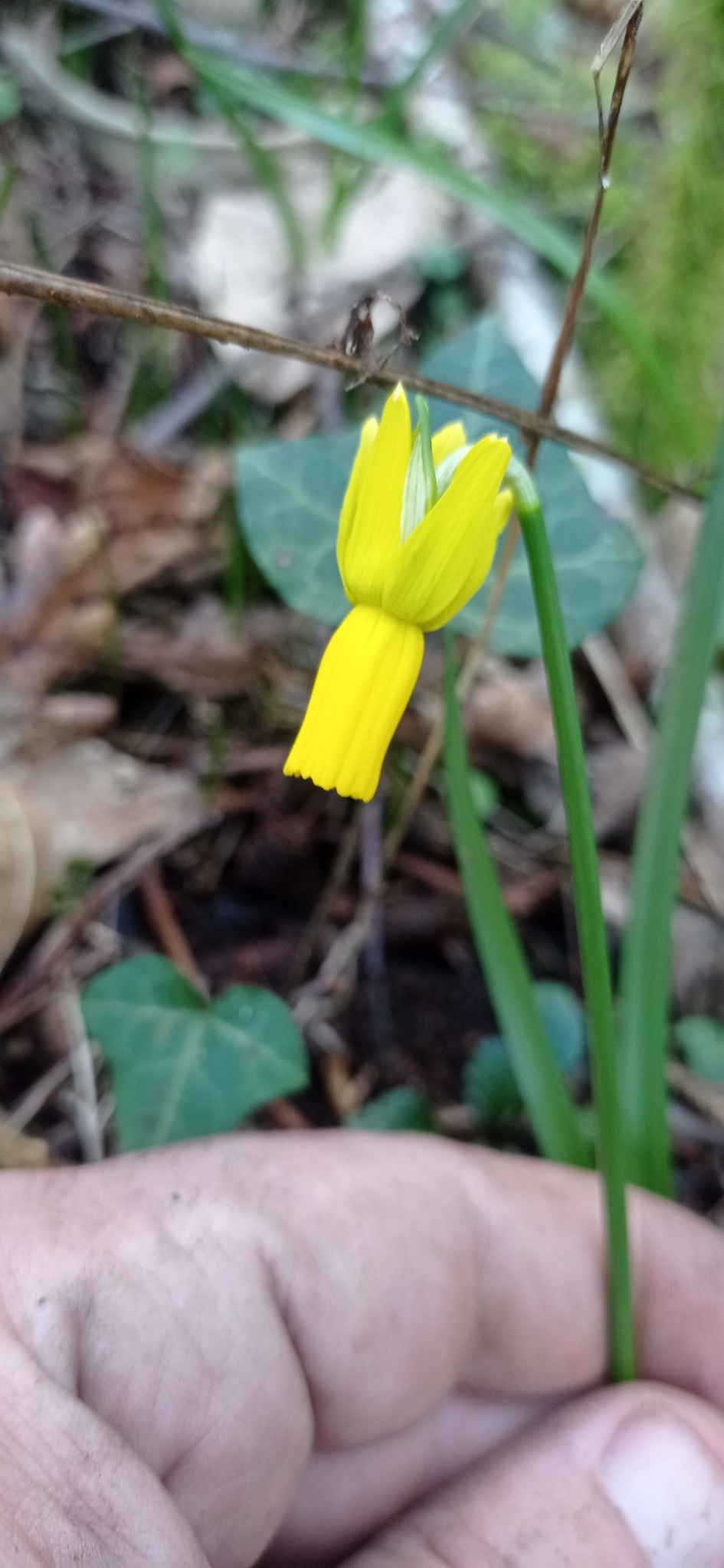 Imagem de Narciso