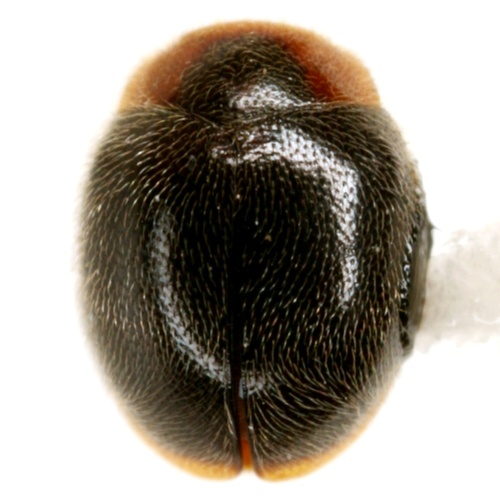 Hooked Lady Beetle