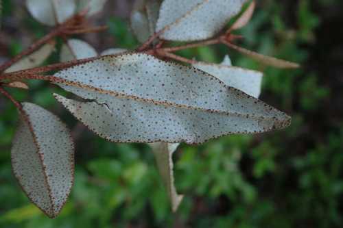 Image of Croton pseudopulchellus by no rights reserved