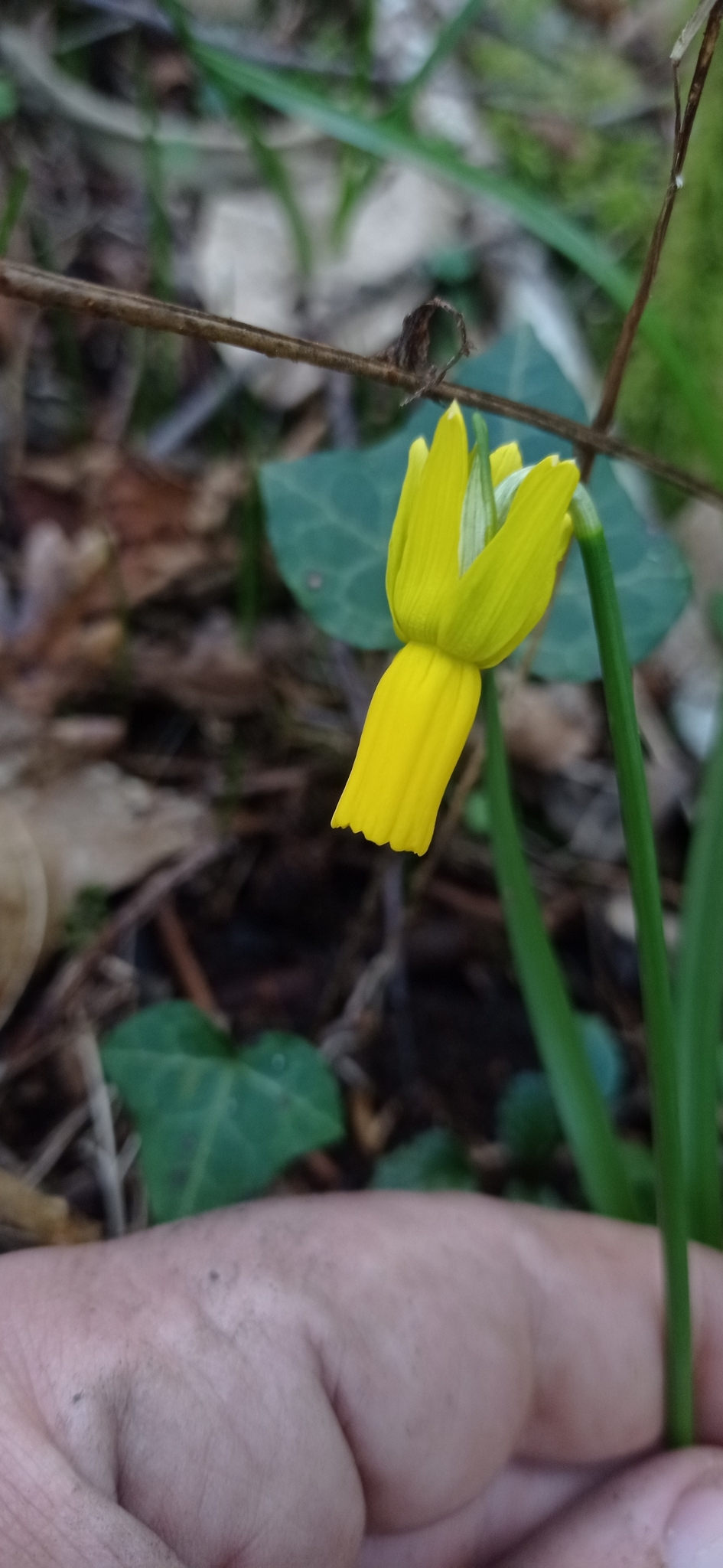 Imagem de Narciso
