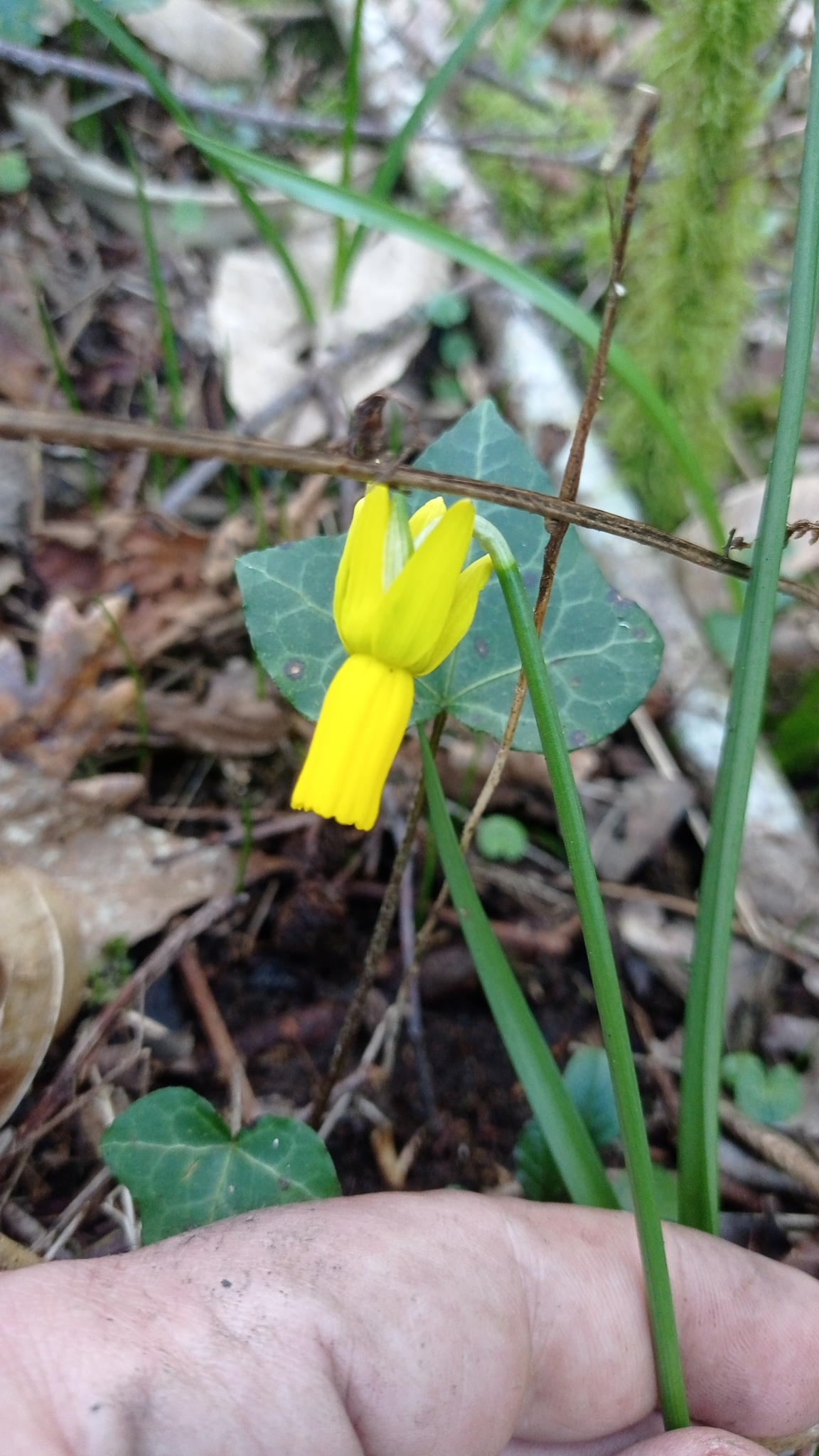 Imagem de Narciso