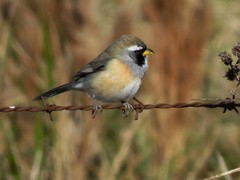 Saltatricula multicolor