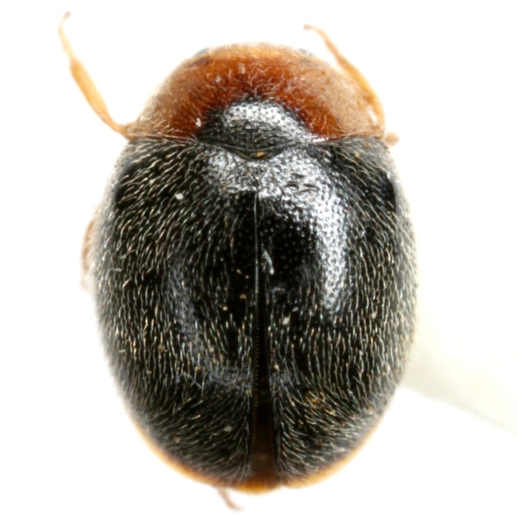 Scymnus horni
