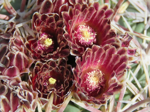 Glandulicactus crassihamatus