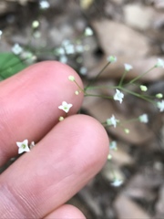 Galium scabrum