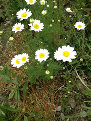 Anthemis