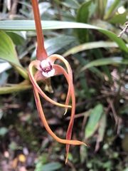 Maxillaria floribunda