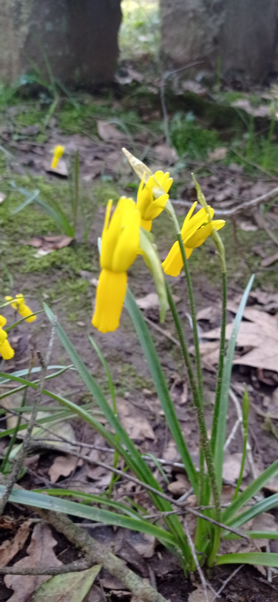 Imagem de Narciso