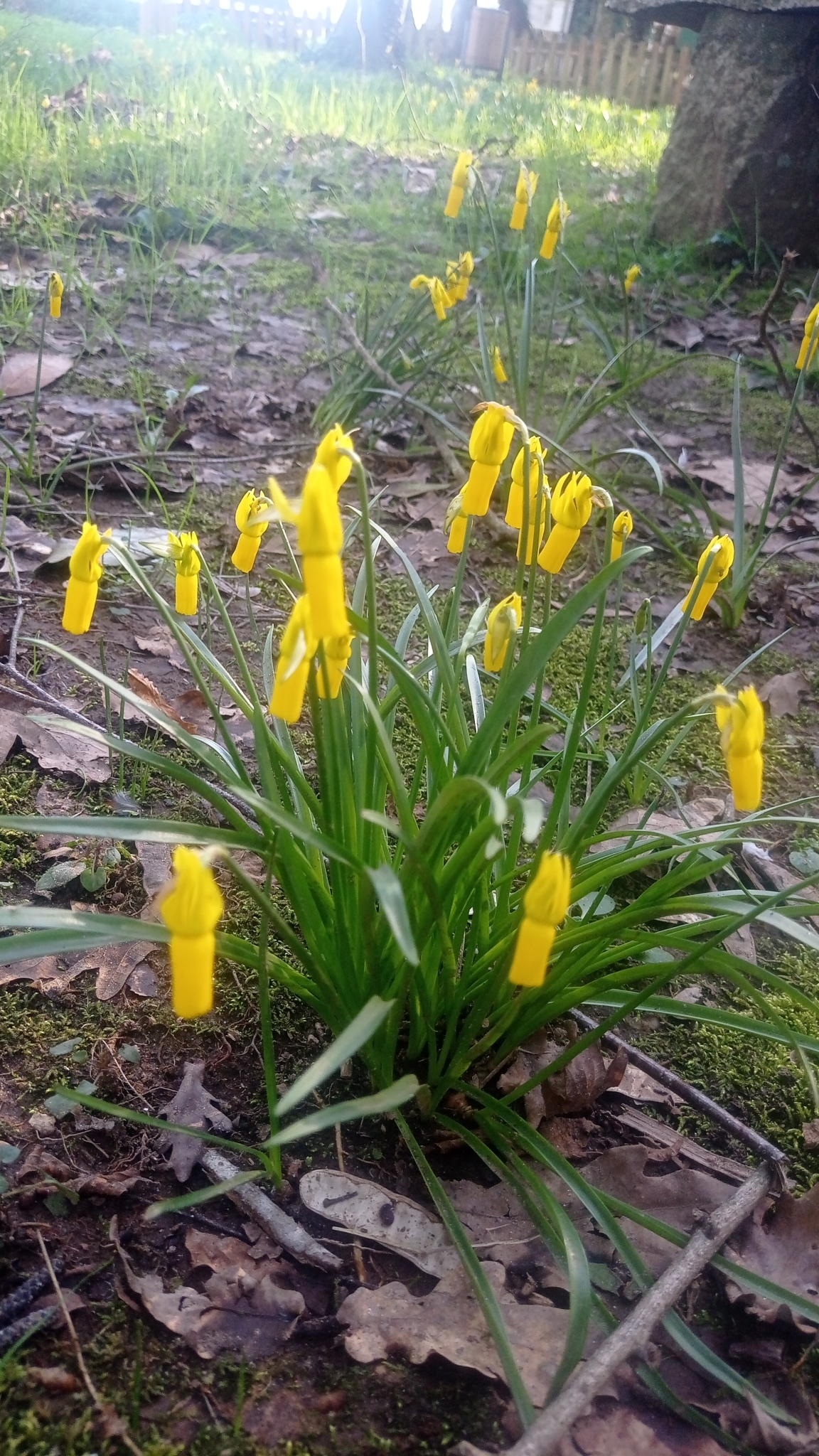 Imagem de Narciso