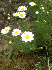Anthemis