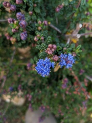 Ceanothus impressus