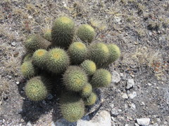 Coryphantha erecta