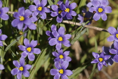 Sisyrinchium pruinosum