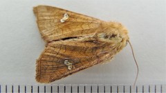 Amphipoea interoceanica