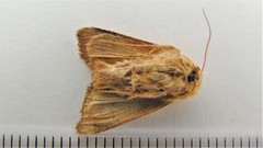 Amphipoea interoceanica