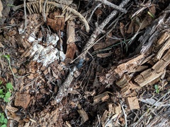 Zopherus granicollis