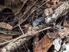 Zopherus granicollis