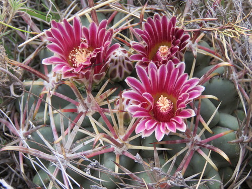 Glandulicactus crassihamatus