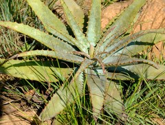 Aloe suprafoliata