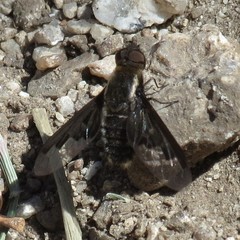 Hemipenthes seminiger