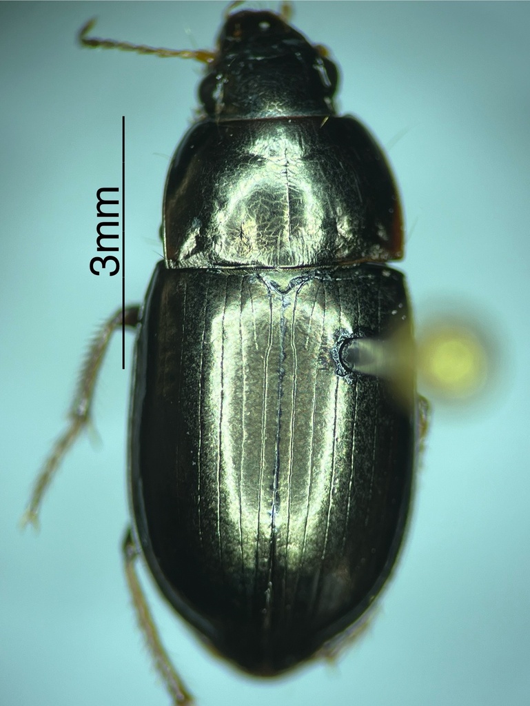 Amara tenebrionella