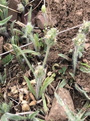Plantago bellardii