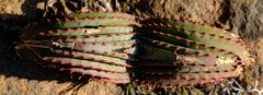 Aloe suprafoliata