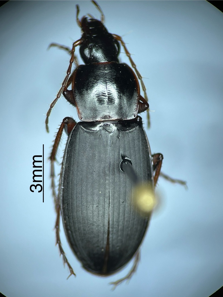 Calathus peropacus