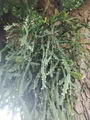Rhipsalis micrantha