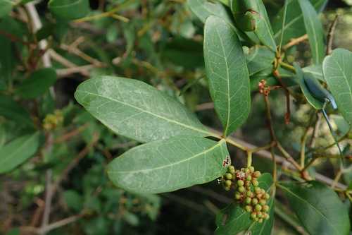 Image of Rhoicissus revoilii by no rights reserved
