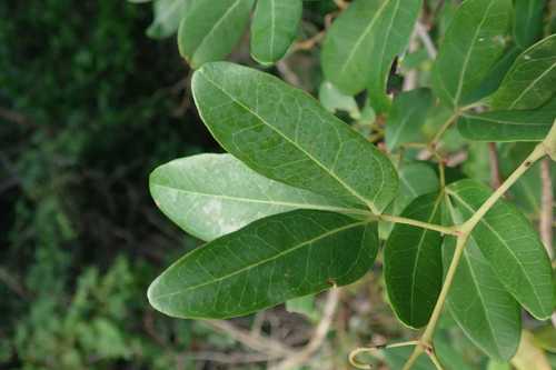 Image of Rhoicissus revoilii by no rights reserved