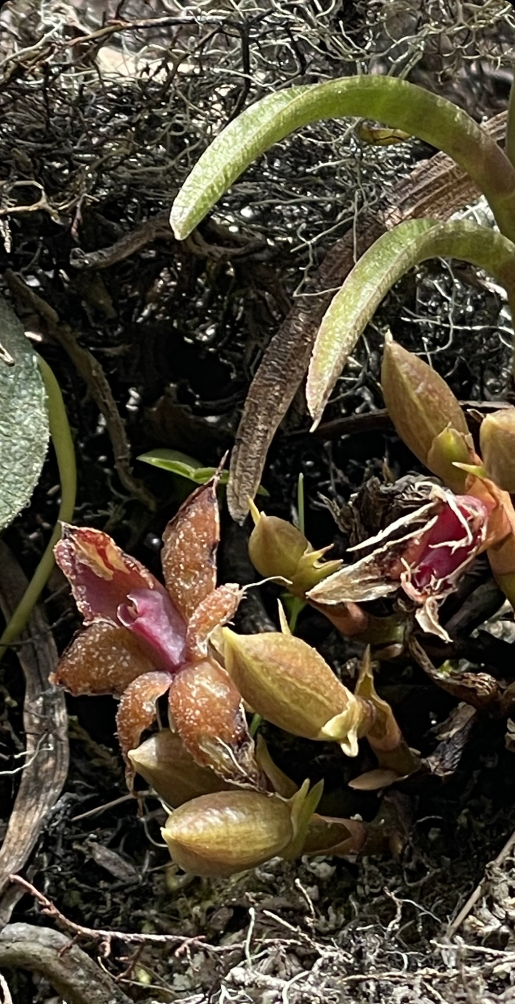 Epidendrum tungurahuae (Szlach. & Mytnik) J.M.H.Shaw