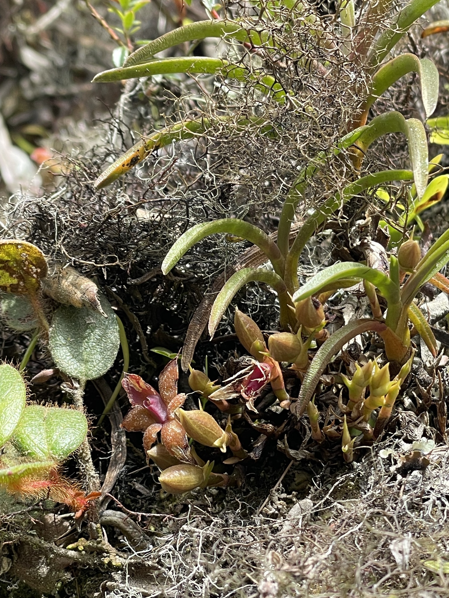 Epidendrum tungurahuae (Szlach. & Mytnik) J.M.H.Shaw 2