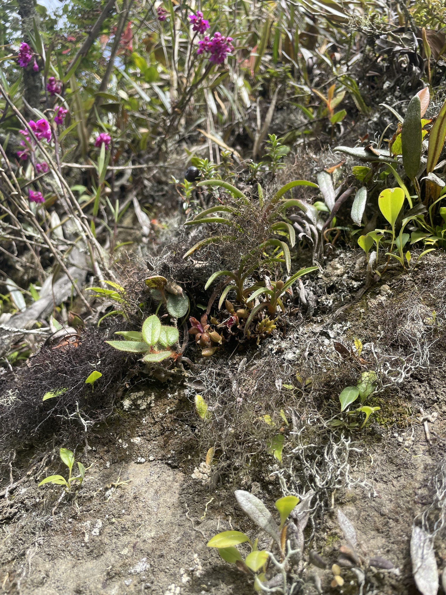 Epidendrum tungurahuae (Szlach. & Mytnik) J.M.H.Shaw 3